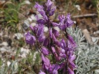 Polygala major 8, Saxifraga-Harry Jans