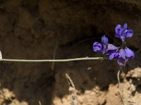 Polygala microphylla 2, Saxifraga-Jan van der Straaten