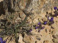 Polygala microphylla 3, Saxifraga-Willem van Kruijsbergen