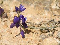 Polygala microphylla 4, Saxifraga-Jan van der Straaten