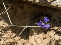 Polygala microphylla 5, Saxifraga-Jan van der Straaten