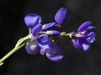 Polygala microphylla 6, Saxifraga-Willem van Kruijsbergen