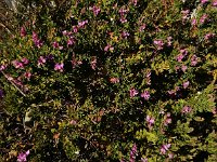 Polygala myrtifolia 3, Saxifraga-Ed Stikvoort