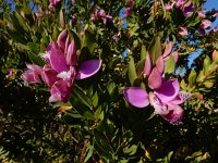 Polygala myrtifolia 5, Saxifraga-Ed Stikvoort