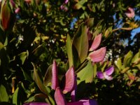 Polygala myrtifolia 6, Saxifraga-Ed Stikvoort