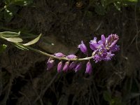 Polygala nicaeensis 3, Saxifraga-Jan van der Straaten