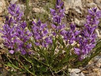 Polygala nicaeensis ssp mediterranea 4, Saxifraga-Harry Jans