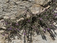 Polygala rupestris 2, Saxifraga-Jan van der Straaten