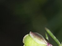 Polygala rupestris 3, Saxifraga-Rutger Barendse