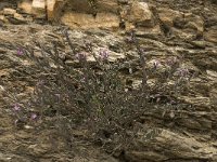 Polygala rupestris 4, Saxifraga-Willem van Kruijsbergen