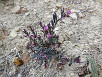 Polygala rupestris 6, Saxifraga-Ed Stikvoort