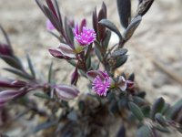 Polygala rupestris 7, Saxifraga-Ed Stikvoort