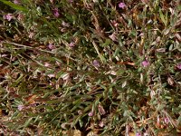 Polygala rupestris 8, Saxifraga-Peter Meininger