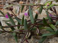 Polygala rupestris 9, Saxifraga-Peter Meininger