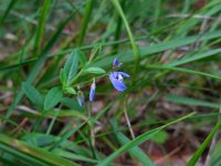 Polygala serpyllifolia 4, Liggende vleugeltjesbloem Saxifraga-Ed Stikvoort