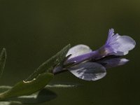 Polygala venulosa 3, Saxifraga-Willem van Kruijsbergen