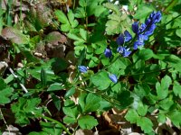 Polygala vulgaris 10, Gewone vleugeltjesbloem, Saxifraga-Ed Stikvoort