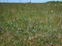 Polygala vulgaris 11, Gewone vleugeltjesbloem, Saxifraga-Ed Stikvoort