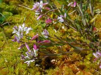 Polygala vulgaris 13, Gewone vleugeltjesbloem, Saxifraga-Ed Stikvoort