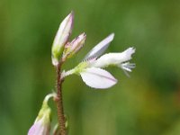 Polygala vulgaris 15, Gewone vleugeltjesbloem, Saxifraga-Hans Dekker