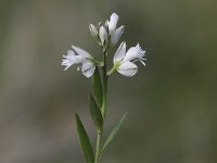 Polygala vulgaris 5, Gewone vleugeltjesbloem, Saxifraga-Peter Meininger