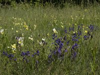 Polygala vulgaris 7, Gewone vleugeltjesbloem, Saxifraga-Willem van Kruijsbergen