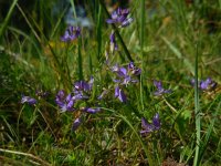 Polygala vulgaris 8, Gewone vleugeltjesbloem, Saxifraga-Ed Stikvoort