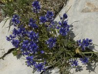 Polygala vulgaris ssp vulgaris 1, Gewone vleugeltjesbloem, Saxifraga-Jan van der Straaten