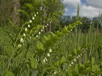 Polygonatum multiflorum 10, Gewone Salomonszegel, Saxifraga-Marijke Verhagen