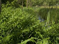 Polygonatum multiflorum 11, Gewone Salomonszegel, Saxifraga-Marijke Verhagen