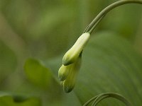 Polygonatum multiflorum 12, Gewone salomonszegel, Saxifraga-Marijke Verhagen