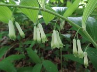 Polygonatum multiflorum 15, Gewone salomonszegel, Saxifraga-Mark Zekhuis