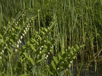 Polygonatum multiflorum 16, Gewone salomonszegel, Saxifraga-Marijke Verhagen