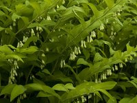 Polygonatum multiflorum 17, Gewone salomonszegel, Saxifraga-Marijke Verhagen