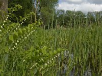 Polygonatum multiflorum 18, Gewone Salomonszegel, Saxifraga-Marijke Verhagen