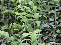 Polygonatum multiflorum 19, Gewone salomonszegel, Saxifraga-Peter Meininger