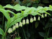 Polygonatum multiflorum 20, Gewone salomonszegel, Saxifraga-Harry van Oosterhout : bloem, plant, salomonszegel