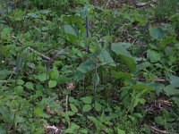 Polygonatum multiflorum 24, Gewone salomonszegel, Saxifraga-Hans Boll