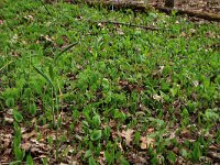 Polygonatum multiflorum 26, Gewone salomonszegel, Saxifraga-Hans Boll