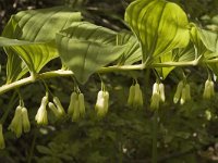 Polygonatum multiflorum 3, Gewone salomonszegel, Saxifraga-Marijke Verhagen