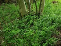 Polygonatum multiflorum 30, Gewone salomonszegel, Saxifraga-Hans Boll