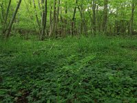 Polygonatum multiflorum 32, Gewone salomonszegel, Saxifraga-Hans Boll