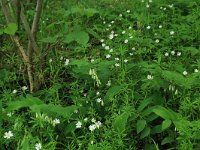 Polygonatum multiflorum 34, Gewone salomonszegel, Saxifraga-Hans Boll