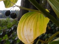 Polygonatum multiflorum 36, Gewone salomonszegel, Saxifraga-Rutger Barendse