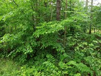 Polygonatum multiflorum 38, Gewone salomonszegel, Saxifraga-Hans Boll