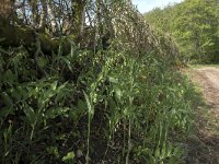 Polygonatum multiflorum 39, Gewone salomonszegel, Saxifraga-Willem van Kruijsbergen