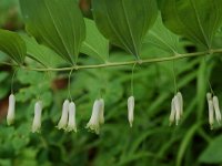 Polygonatum multiflorum 4, Gewone salomonszegel, Saxifraga-Willem van Kruijsbergen