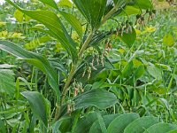 Polygonatum multiflorum 40, Gewone salomonszegel, Saxifraga-Ab H Baas