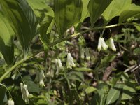 Polygonatum multiflorum 44, Gewone salomonszagel, Saxifraga-Willem van Kruijsbergen