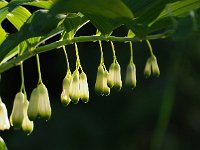 Polygonatum multiflorum 45, Gewone salomonszagel, Saxifraga-Hans Dekker